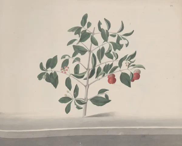 Natural history of Saint Domingue Pl.169 av René de Rabié