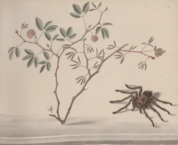 Natural history of Saint Domingue Pl.175 av René de Rabié