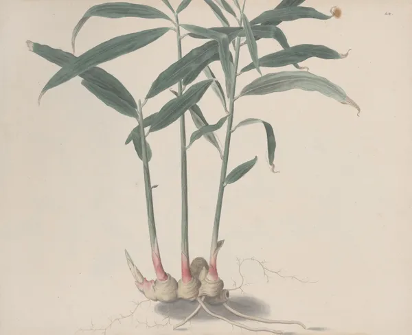 Natural history of Saint Domingue Pl.176 av René de Rabié