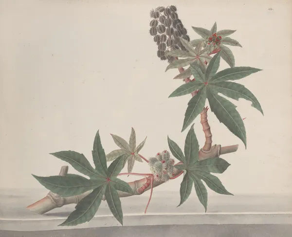 Natural history of Saint Domingue Pl.178 av René de Rabié