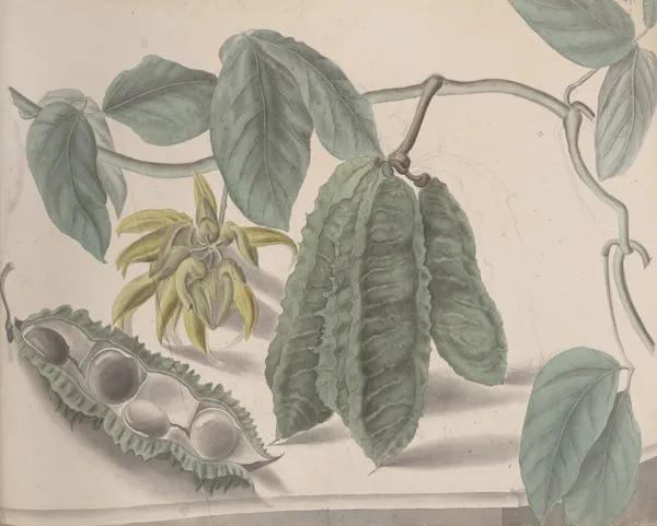Natural history of Saint Domingue Pl.179 av René de Rabié