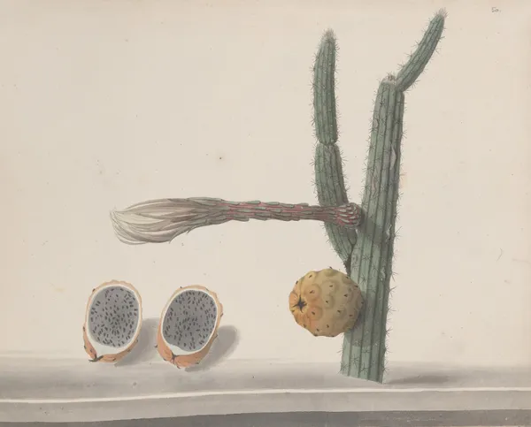 Natural history of Saint Domingue Pl.182 av René de Rabié