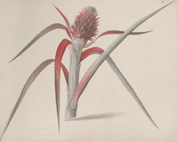 Natural history of Saint Domingue Pl.184 av René de Rabié