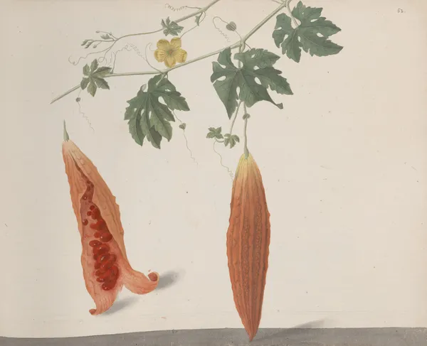 Natural history of Saint Domingue Pl.185 av René de Rabié