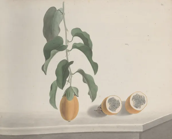 Natural history of Saint Domingue Pl.186 av René de Rabié