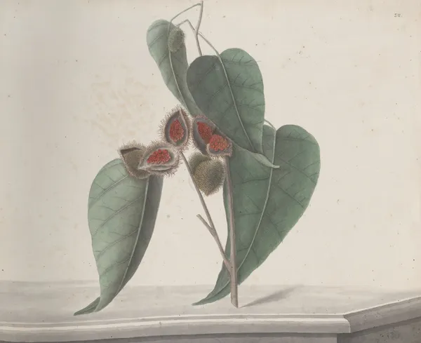 Natural history of Saint Domingue Pl.187 av René de Rabié