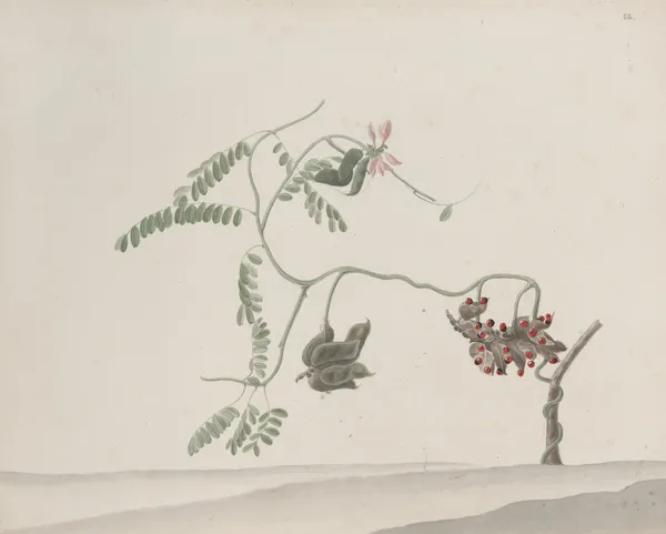 Natural history of Saint Domingue Pl.188 av René de Rabié
