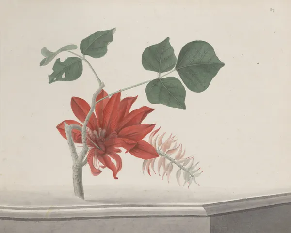 Natural history of Saint Domingue Pl.189 av René de Rabié