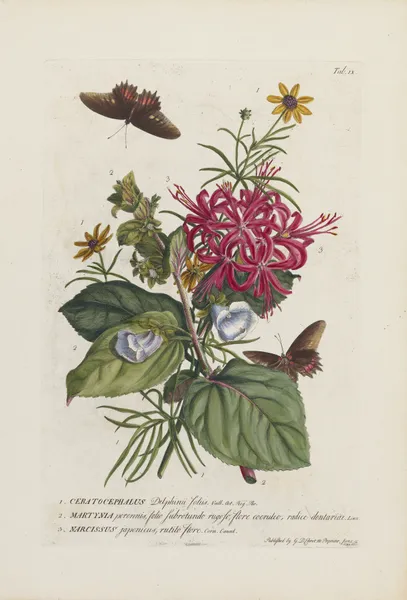 1.Ceratocephalus 2.Martynia 3.Narcissus av Georg Dionysius Ehret