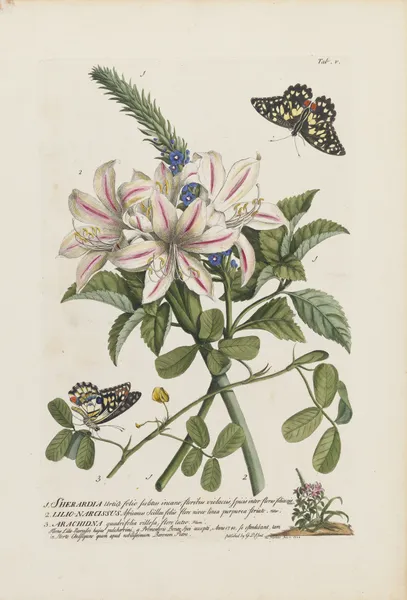 1.Sherardia 2.Lilio Narcissus 3.Arachidna av Georg Dionysius Ehret