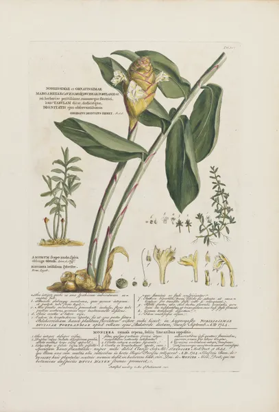Amomum, Moniera av Georg Dionysius Ehret
