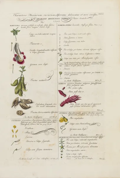 Characters of flowers (Characteris plantarum) av Georg Dionysius Ehret