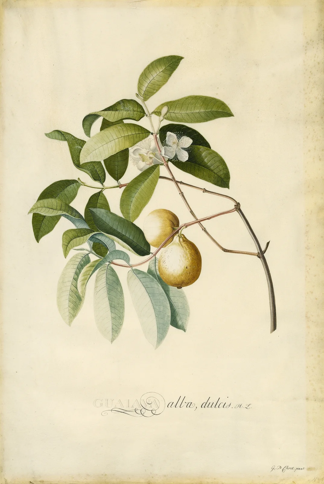 Guava av Georg Dionysius Ehret