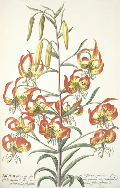 Lilium av Georg Dionysius Ehret