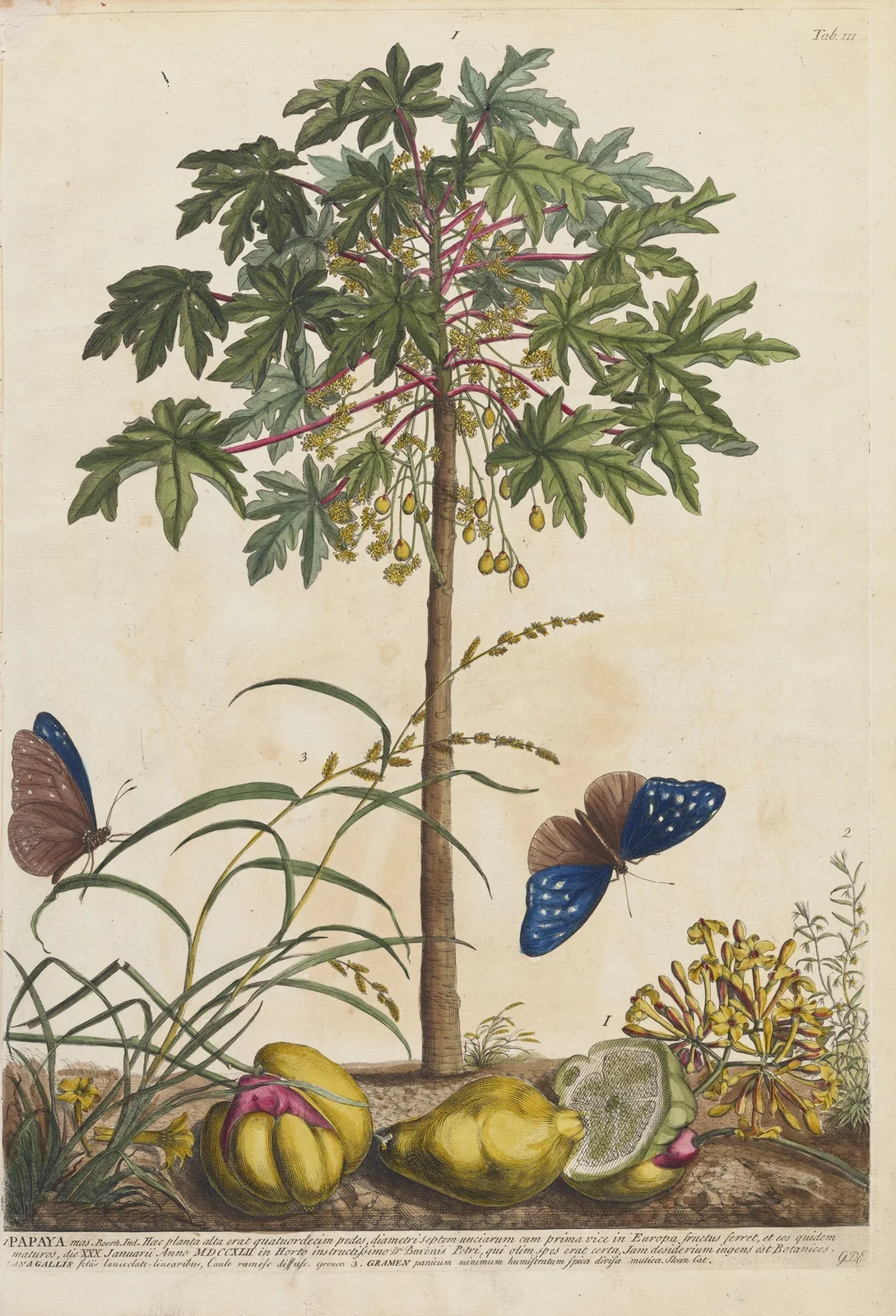 Papaya av Georg Dionysius Ehret