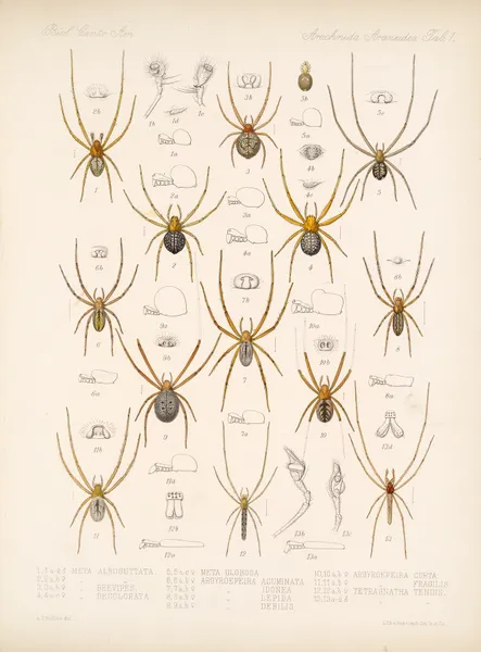Arachnida Araneidea Pl 01 av Frederick DuCane Godman