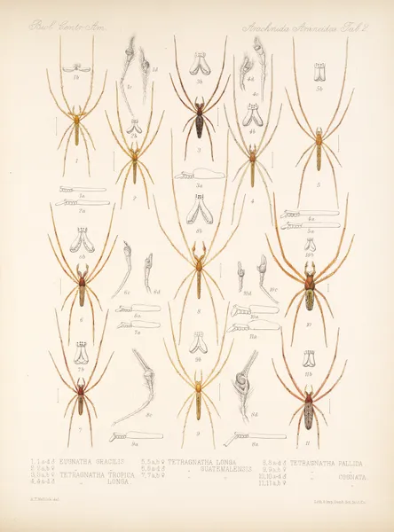 Arachnida Araneidea Pl 02 av Frederick DuCane Godman