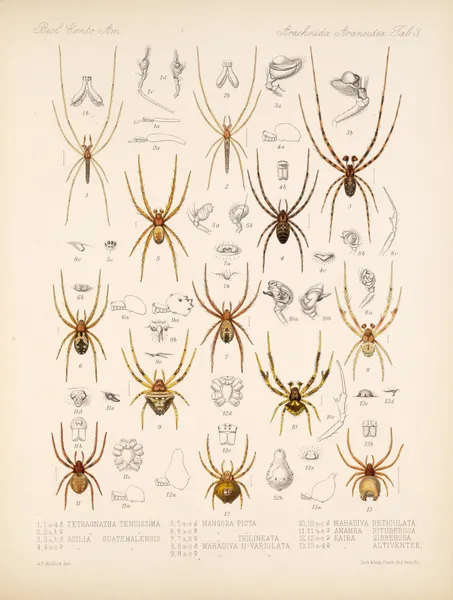 Arachnida Araneidea Pl 03 av Frederick DuCane Godman