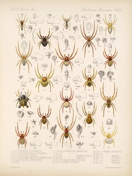 Arachnida Araneidea Pl 04 av Frederick DuCane Godman