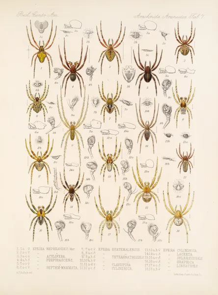Arachnida Araneidea Pl 07 av Frederick DuCane Godman