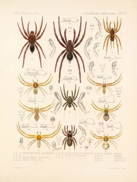 Arachnida Araneidea Pl 12 av Frederick DuCane Godman