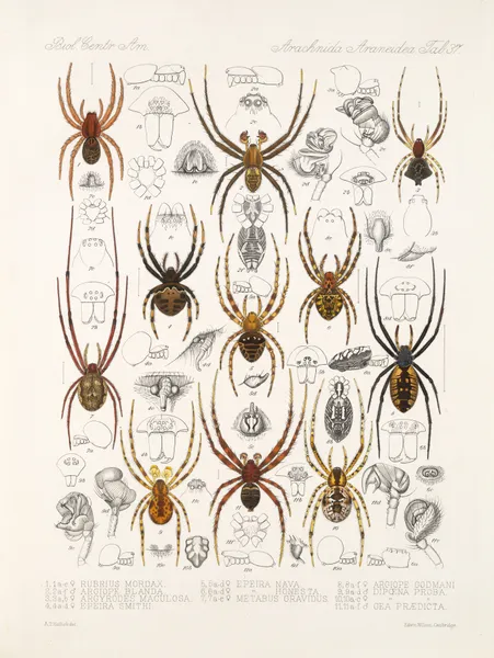 Arachnida Araneidea Pl 37 av Frederick DuCane Godman