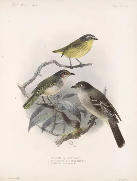 Aves Pl 37 av Frederick DuCane Godman