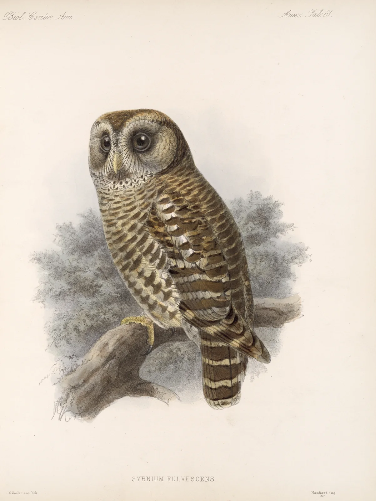 Aves Pl 66 av Frederick DuCane Godman