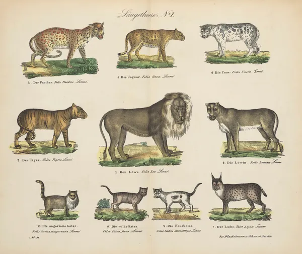 Atlas zoologiczny w 45 tablicach Pl.01 av D. E. Friedlein