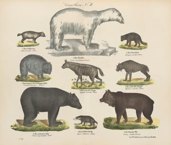 Atlas zoologiczny w 45 tablicach Pl.03 av D. E. Friedlein