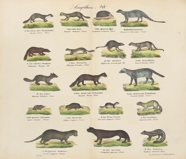 Atlas zoologiczny w 45 tablicach Pl.04 av D. E. Friedlein