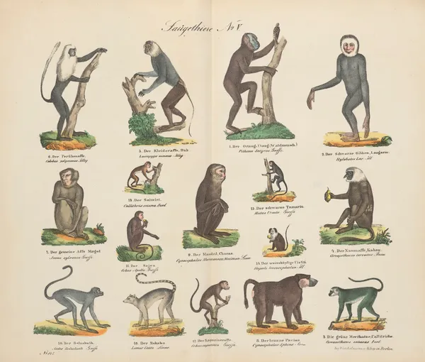 Atlas zoologiczny w 45 tablicach Pl.05 av D. E. Friedlein