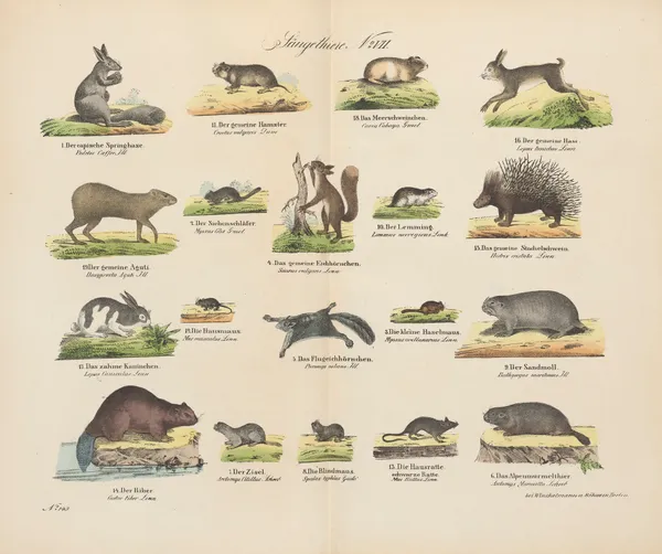 Atlas zoologiczny w 45 tablicach Pl.07 av D. E. Friedlein