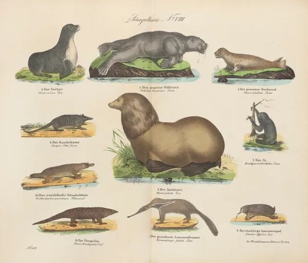 Atlas zoologiczny w 45 tablicach Pl.08 av D. E. Friedlein