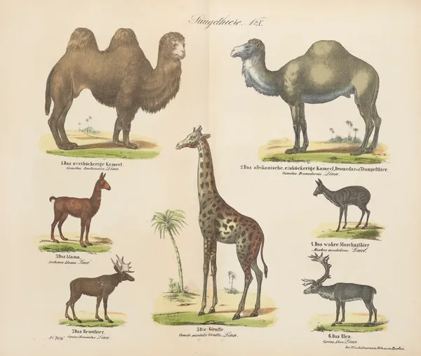 Atlas zoologiczny w 45 tablicach Pl.10 av D. E. Friedlein