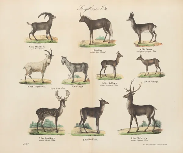 Atlas zoologiczny w 45 tablicach Pl.11 av D. E. Friedlein