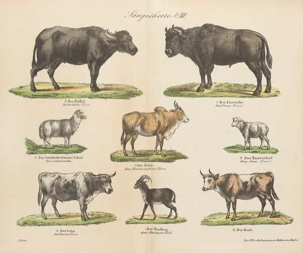 Atlas zoologiczny w 45 tablicach Pl.12 av D. E. Friedlein