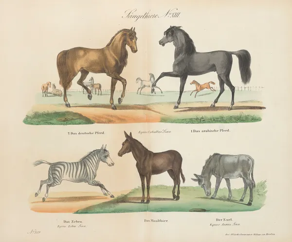 Atlas zoologiczny w 45 tablicach Pl.13 av D. E. Friedlein