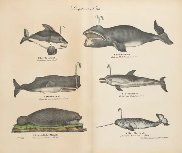 Atlas zoologiczny w 45 tablicach Pl.14 av D. E. Friedlein