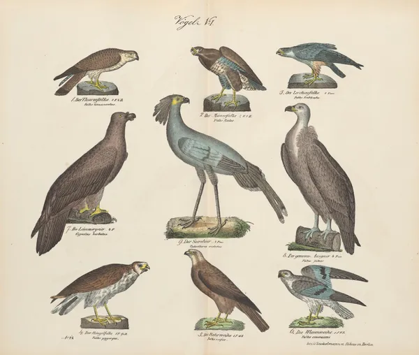 Atlas zoologiczny w 45 tablicach Pl.15 av D. E. Friedlein