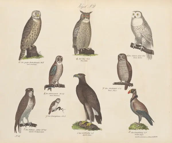 Atlas zoologiczny w 45 tablicach Pl.16 av D. E. Friedlein