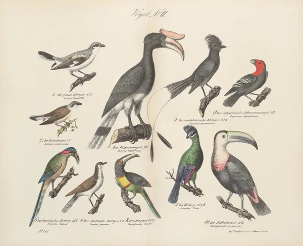 Atlas zoologiczny w 45 tablicach Pl.17 av D. E. Friedlein
