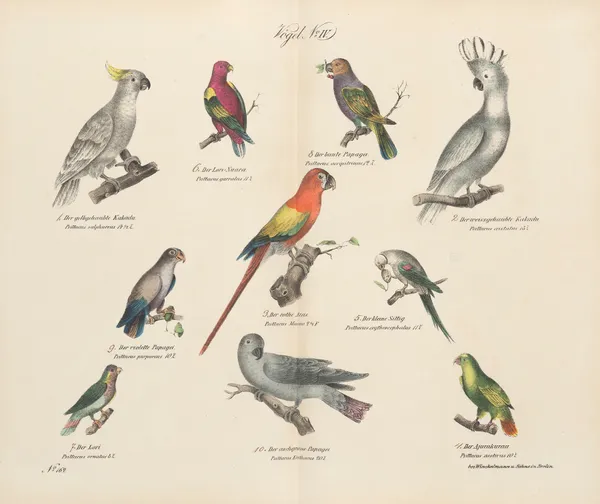 Atlas zoologiczny w 45 tablicach Pl.18 av D. E. Friedlein