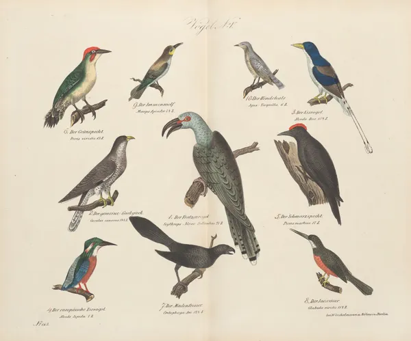 Atlas zoologiczny w 45 tablicach Pl.19 av D. E. Friedlein