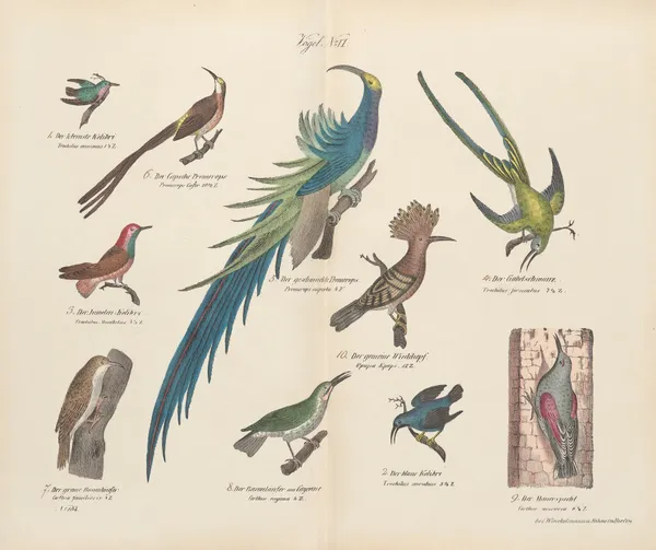 Atlas zoologiczny w 45 tablicach Pl.20 av D. E. Friedlein