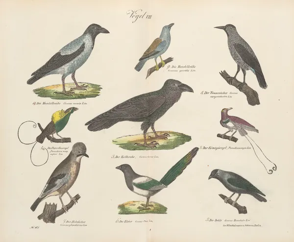 Atlas zoologiczny w 45 tablicach Pl.22 av D. E. Friedlein