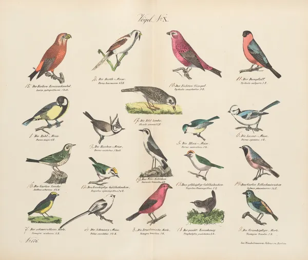 Atlas zoologiczny w 45 tablicach Pl.24 av D. E. Friedlein