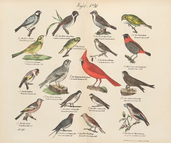 Atlas zoologiczny w 45 tablicach Pl.25 av D. E. Friedlein