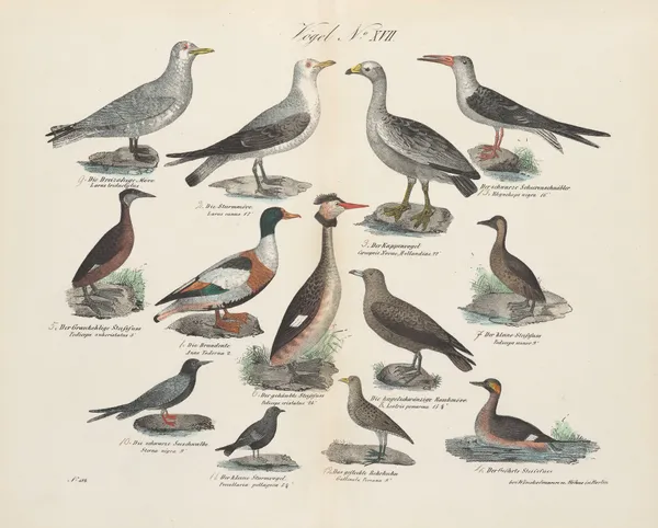 Atlas zoologiczny w 45 tablicach Pl.31 av D. E. Friedlein
