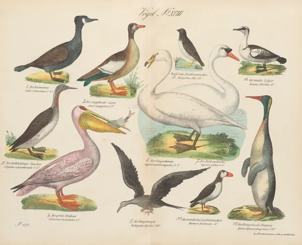 Atlas zoologiczny w 45 tablicach Pl.32 av D. E. Friedlein